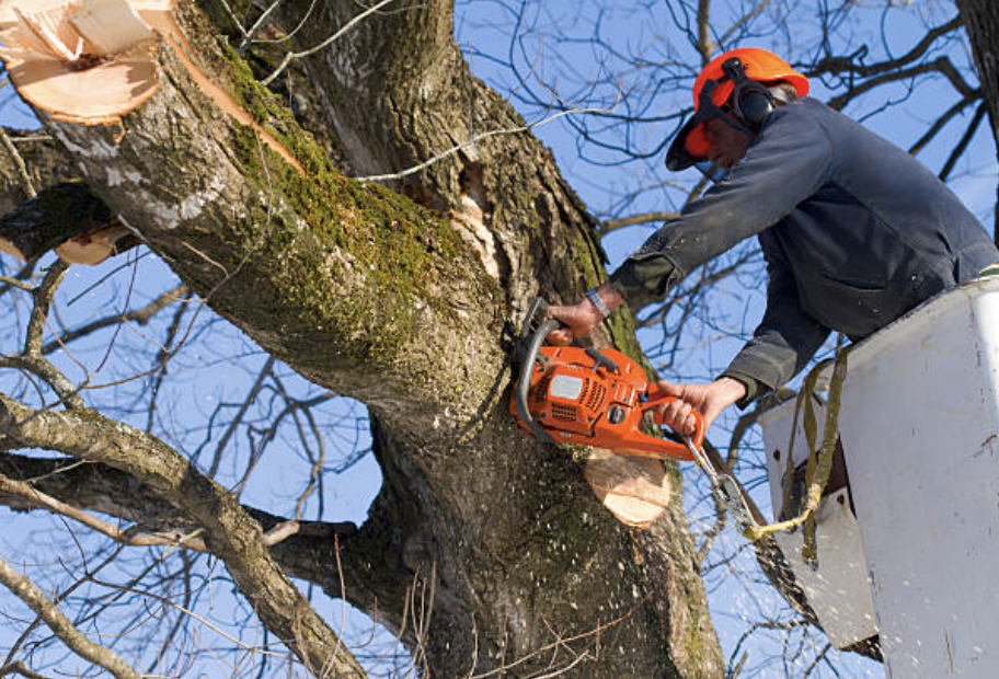 tree pruning in maine