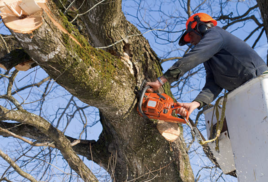 tree pruning in Fort Fairfield